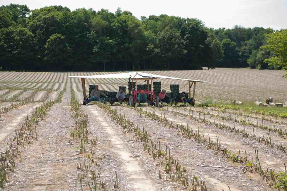 Farm equipment harvesting asparagus